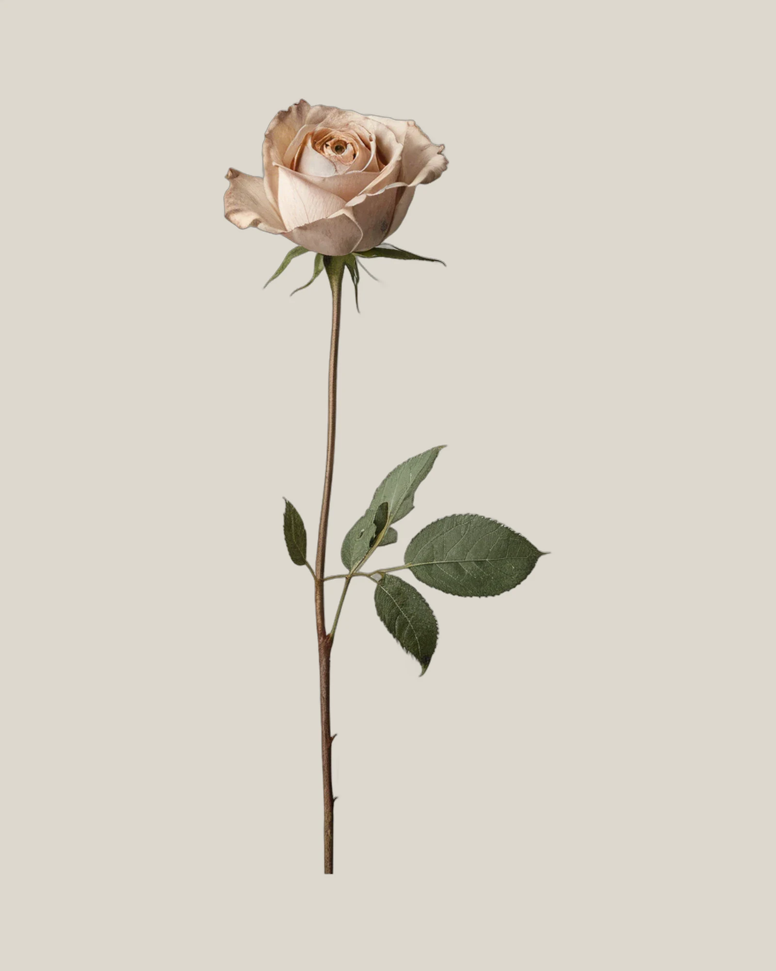 Trockenrose – , freigestellte botanische Studioaufnahme