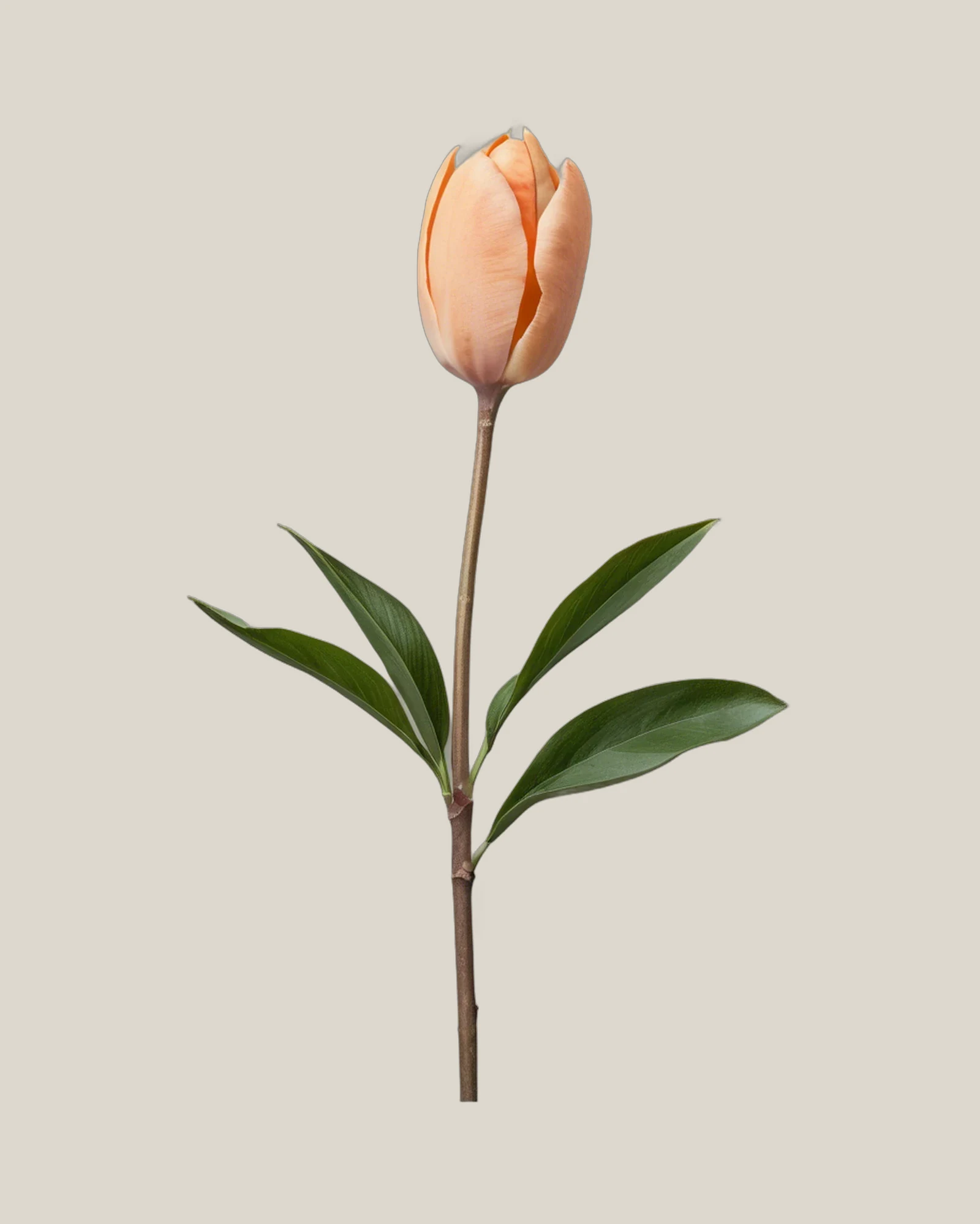 Tulpe Apricot – Tulipa, freigestellte botanische Studioaufnahme