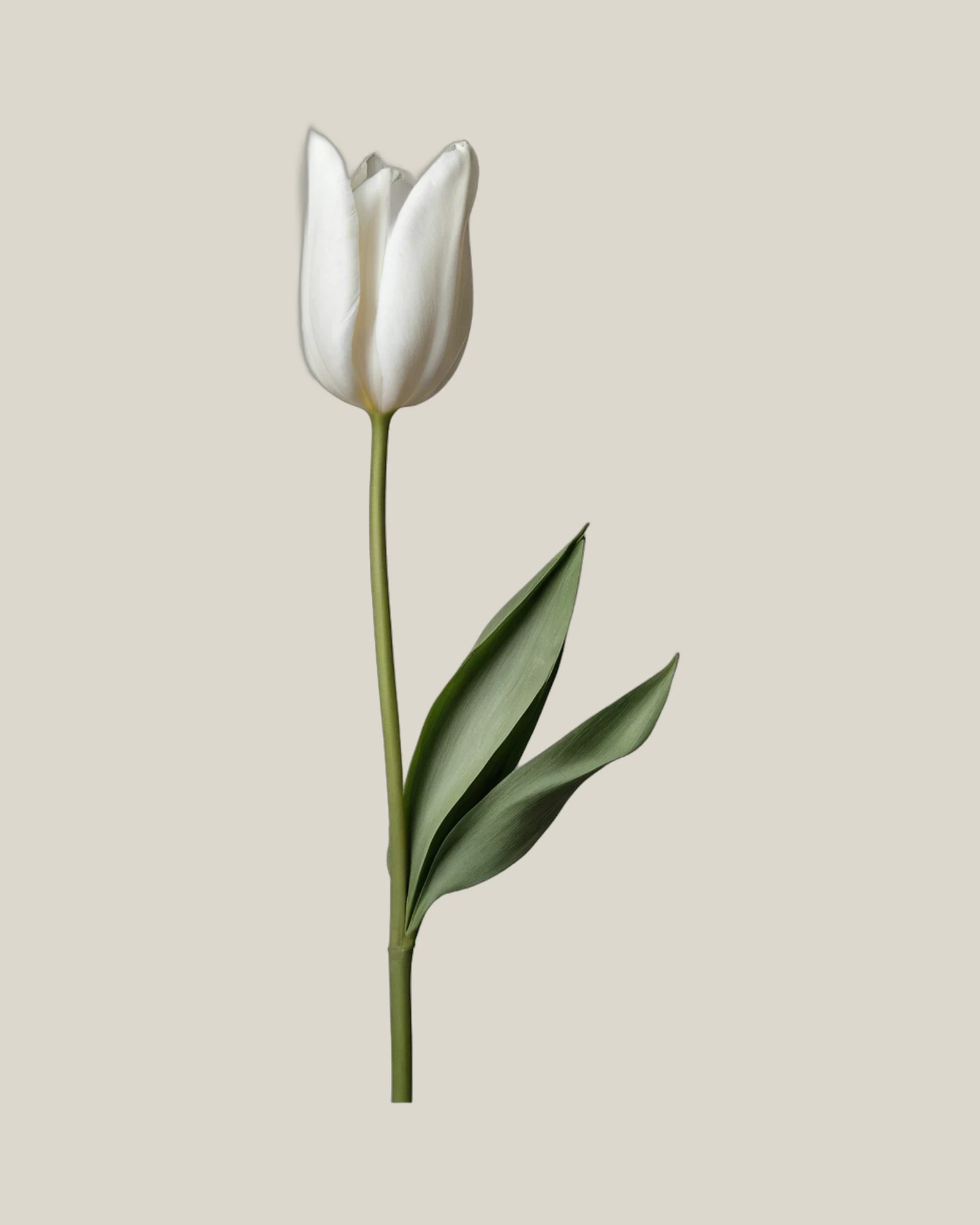 Tulpe Weiß – Tulipa, freigestellte botanische Studioaufnahme