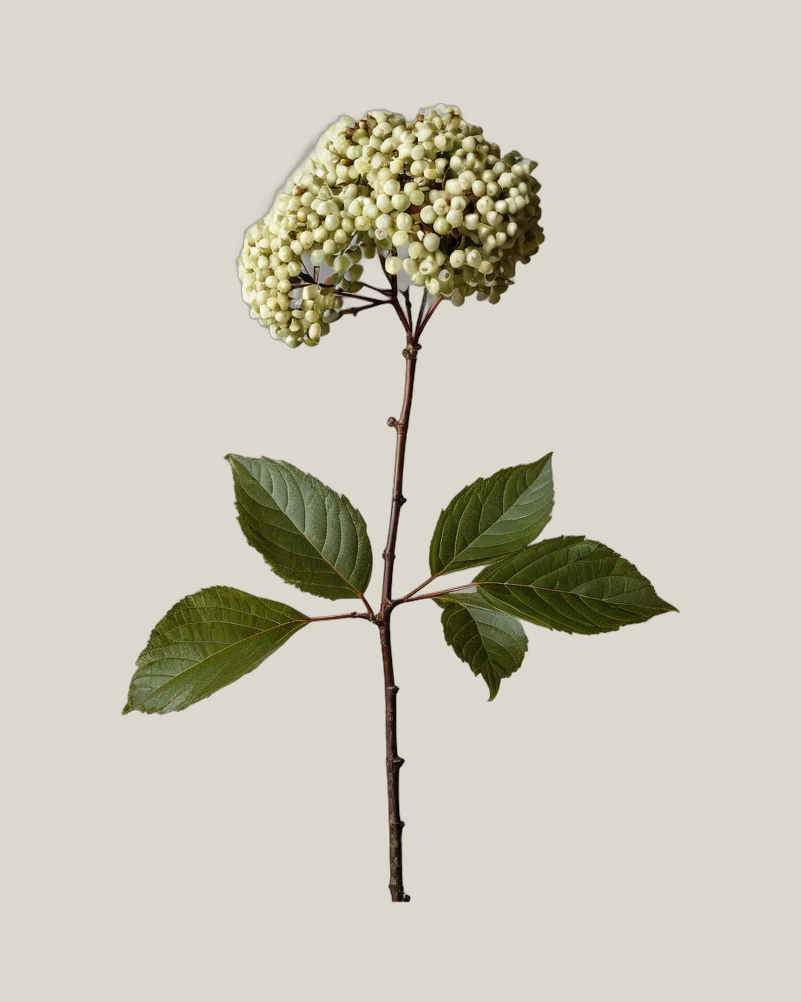 Viburnum – Viburnum opulus, freigestellte botanische Studioaufnahme