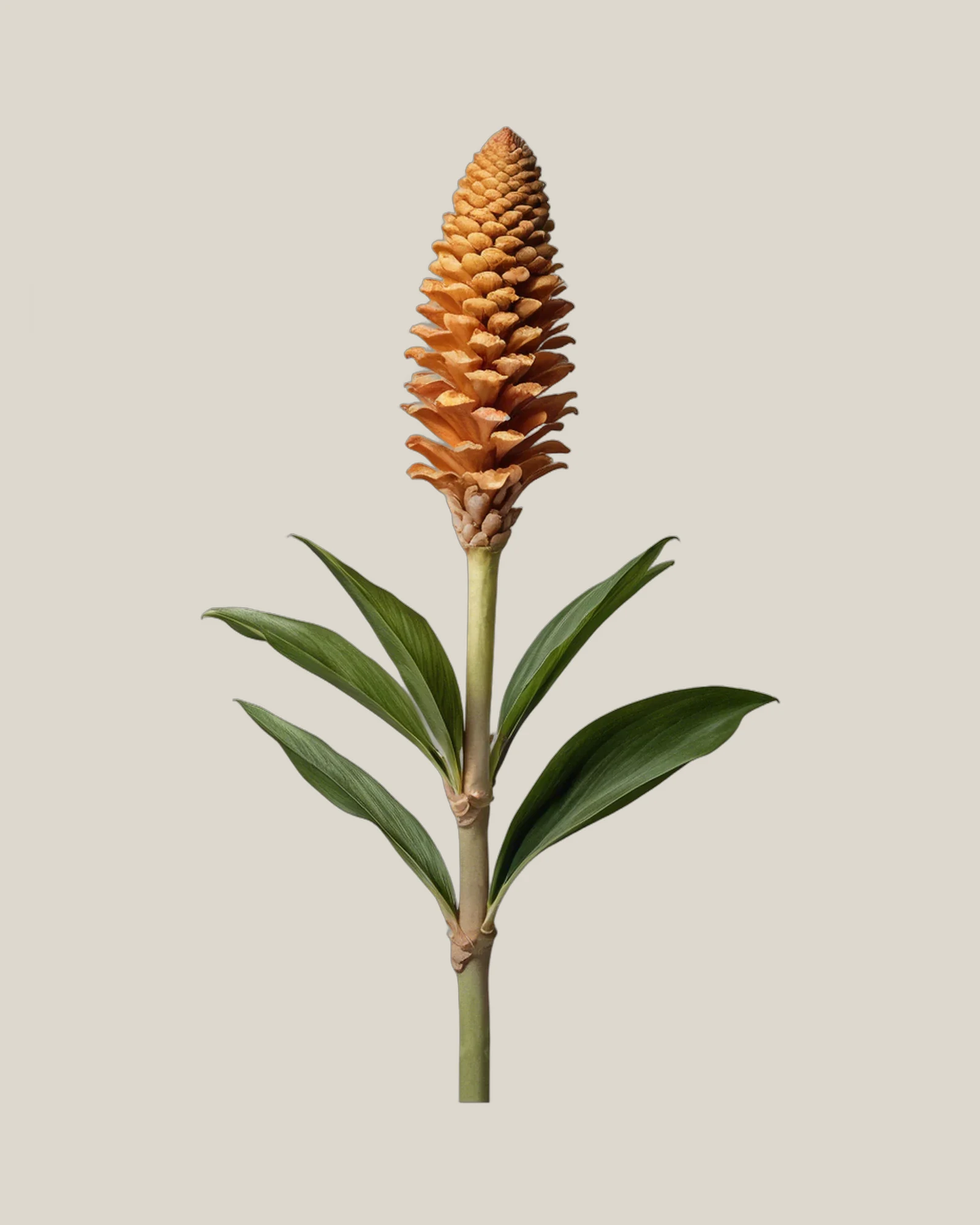 Bienenkorb-Ingwer – Zingiber spectabile, freigestellte botanische Studioaufnahme