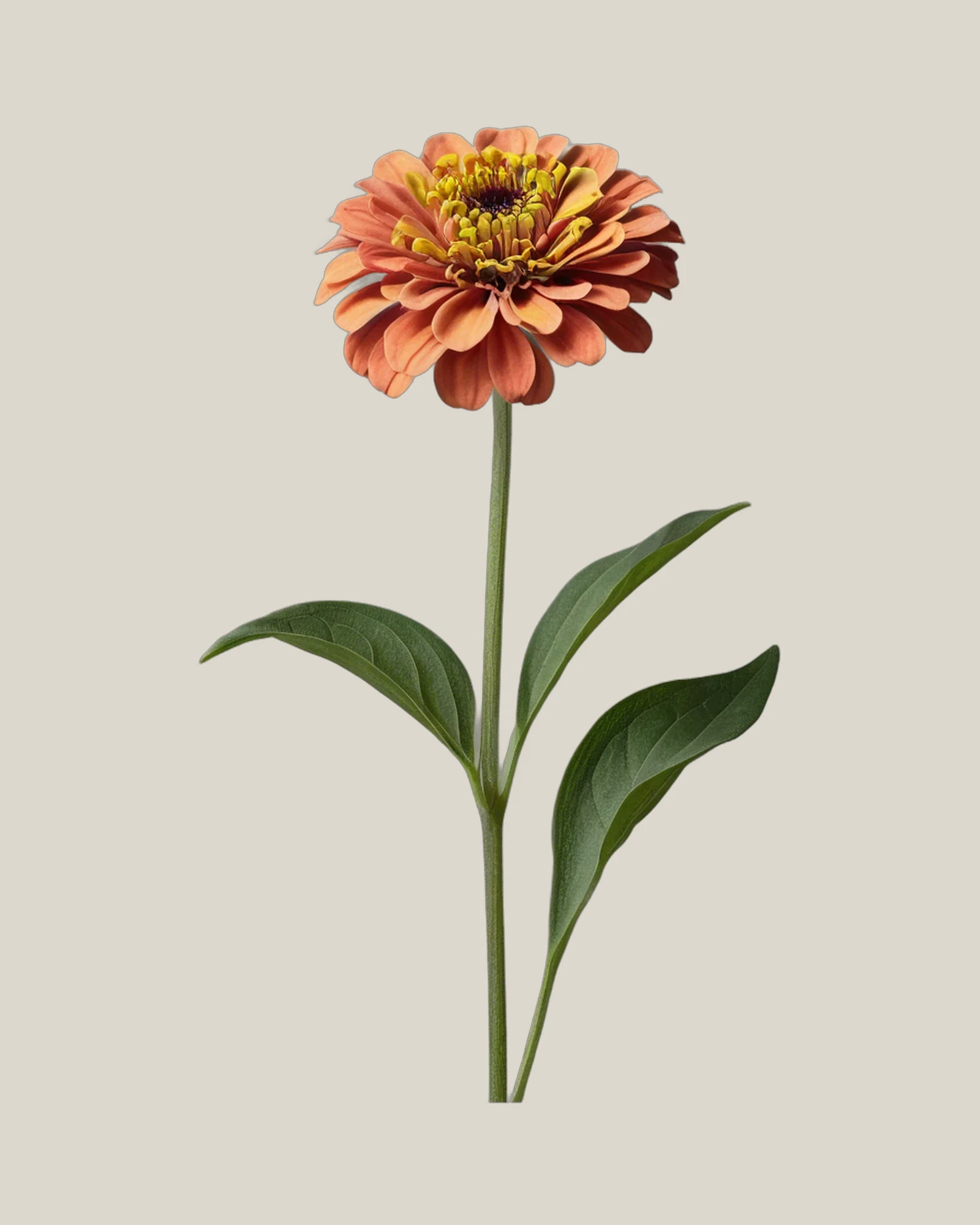 Zinnie – Zinnia elegans, freigestellte botanische Studioaufnahme