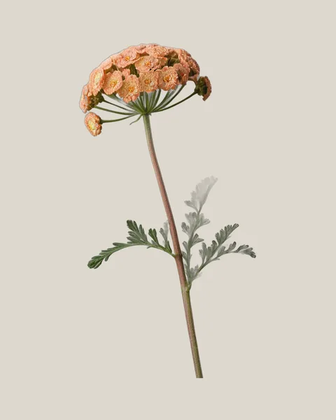Achillea Apricot – 