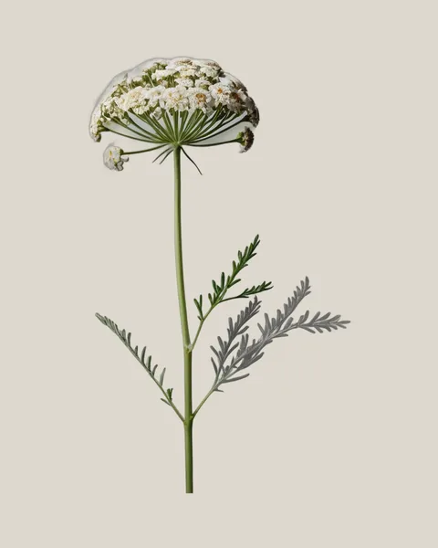 Achillea Weiß – 