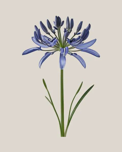 Schmucklilie Blau