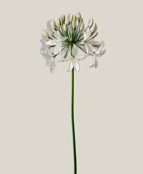 Schmucklilie Weiß – Agapanthus africanus