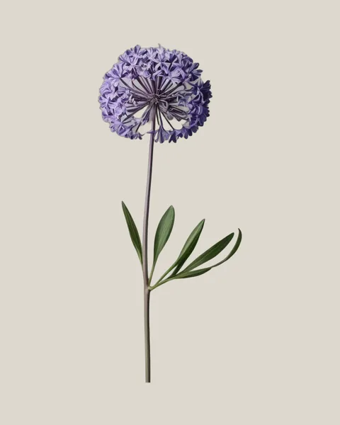 Allium Violett