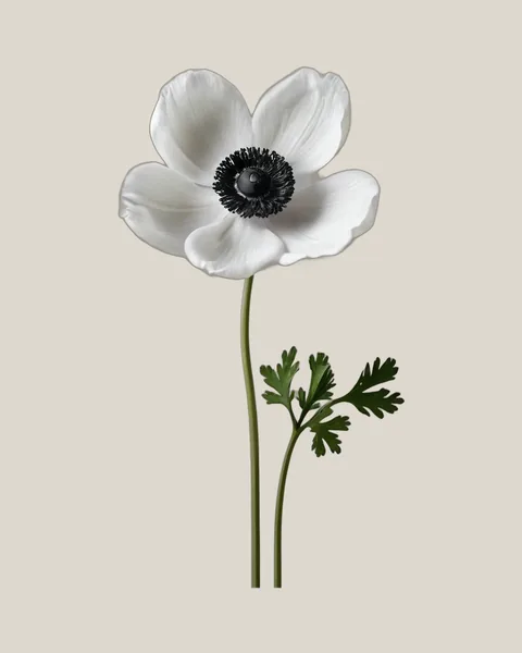 Anemone Schwarz-Weiß – Anemone coronaria