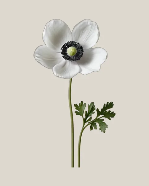 Anemone Weiß – Anemone coronaria