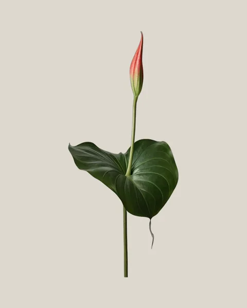 Anthurienblatt – Anthurium