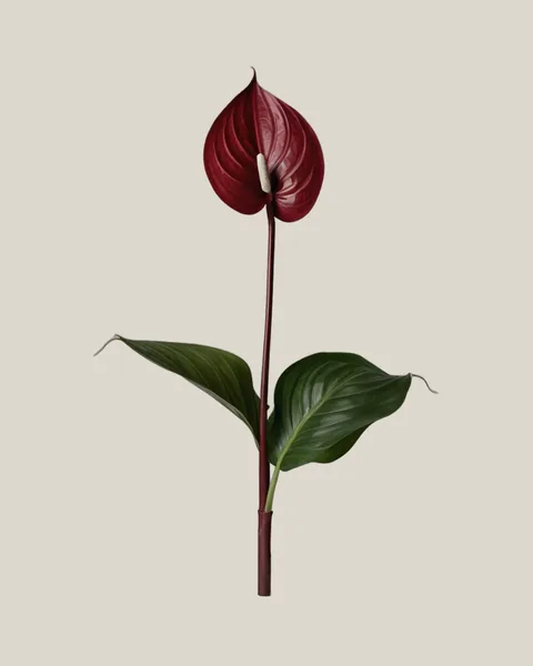 Anthurie Burgundy