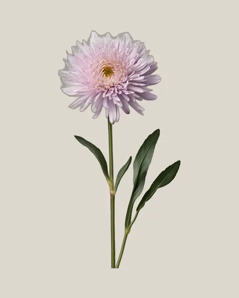 Aster Pink – Callistephus chinensis