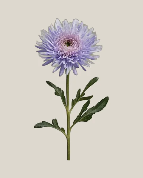 Aster Violett