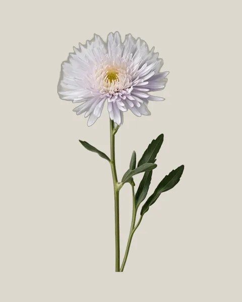 Aster Weiß – Callistephus chinensis
