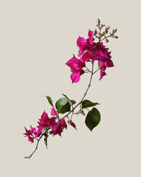 Bougainvillea Magenta
