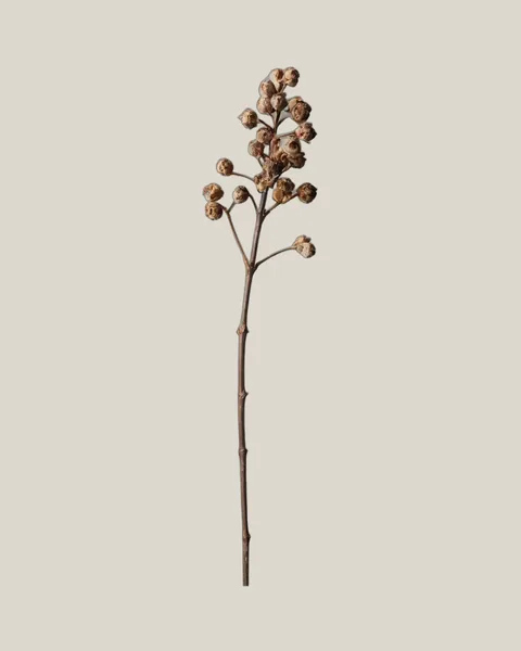 Brunia getrocknet – Brunia albiflora