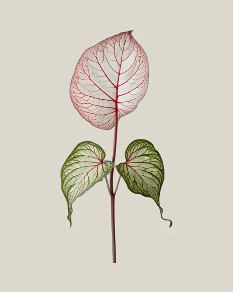 Caladium-Blatt – Caladium bicolor
