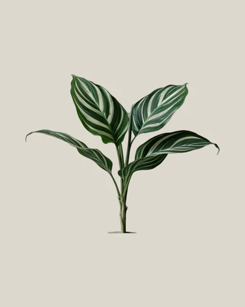 Calathea-Blatt – Calathea