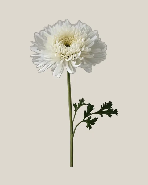 Chrysantheme Weiß – Chrysanthemum