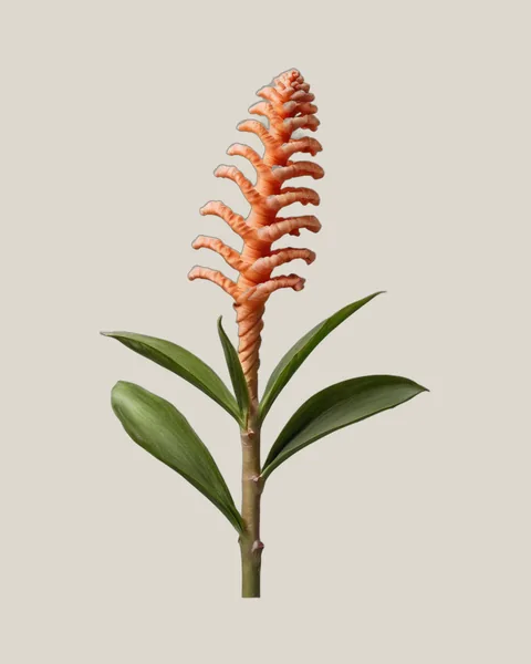 Spiralingwer – Costus barbatus