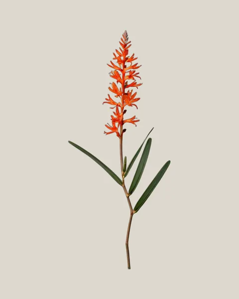 Montbretie – Crocosmia