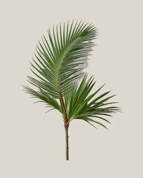 Sagopalme – Cycas revoluta