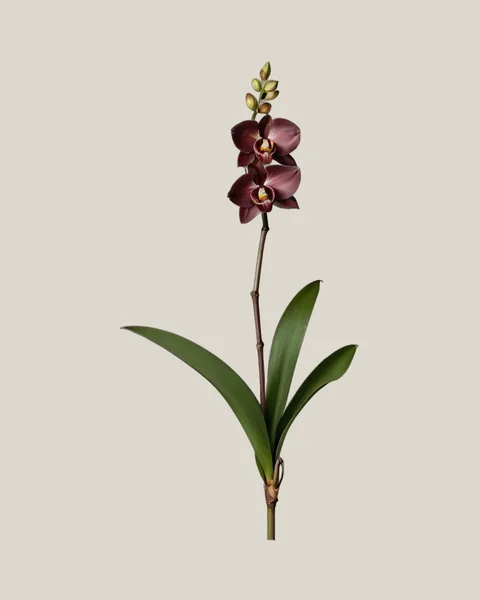 Cymbidium Schoko – Cymbidium