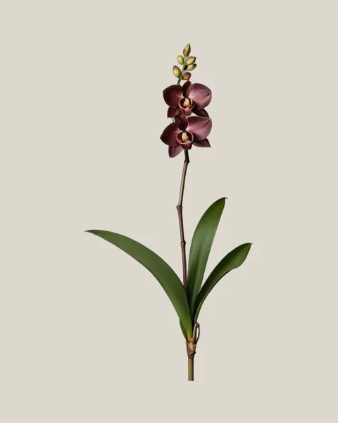 Cymbidium Burgundy