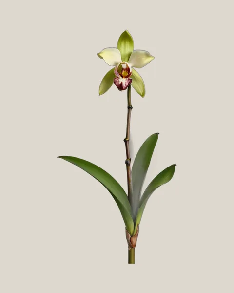 Cymbidium Grün