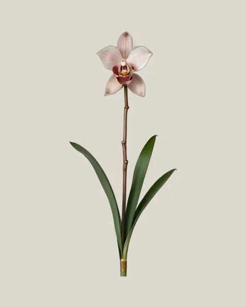 Cymbidium Pink – Cymbidium