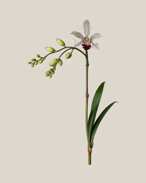 Cymbidium Weiß