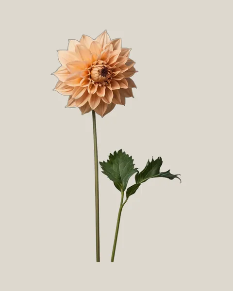 Dahlie Apricot – Dahlia pinnata