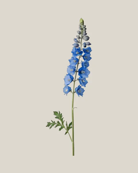 Delphinium Blau