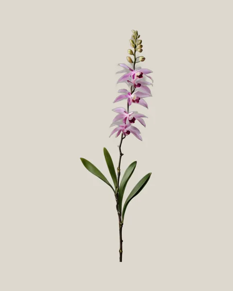 Dendrobium Pink – Dendrobium