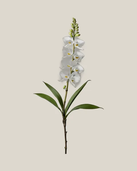 Dendrobium Weiß