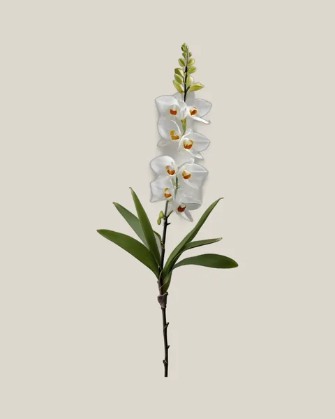Dendrobium Zweifarbig – Dendrobium
