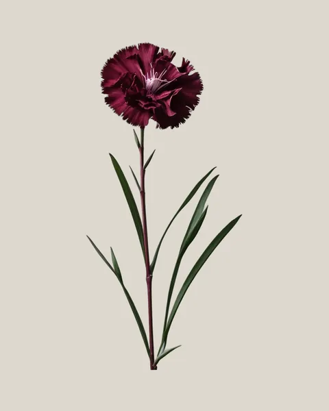 Dianthus Burgundy