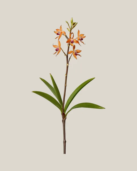 Epidendrum – Epidendrum