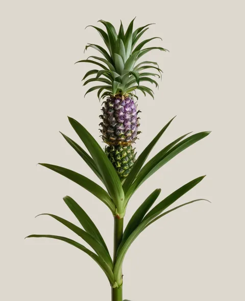 Ananasblume