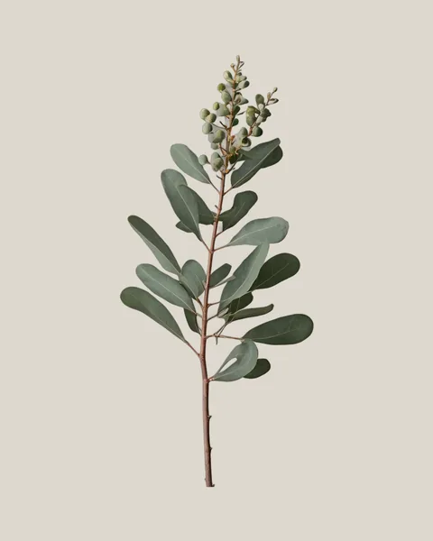 Eukalyptus Populus
