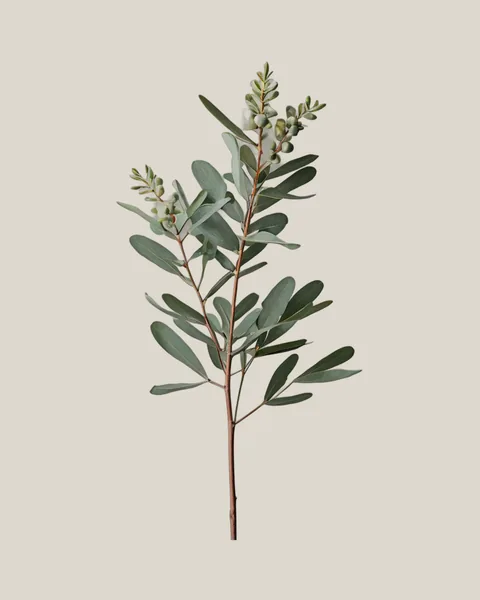 Eukalyptus Willow