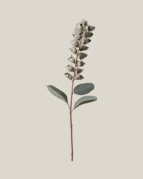 Eukalyptuskapsel – Eucalyptus