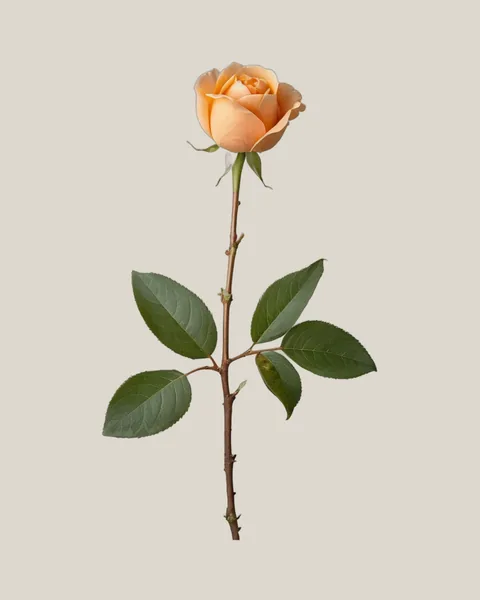 Gartenrose Apricot – Rosa hybrida