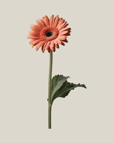 Gerbera Coral