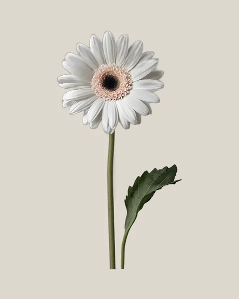 Gerbera Weiß – Gerbera jamesonii