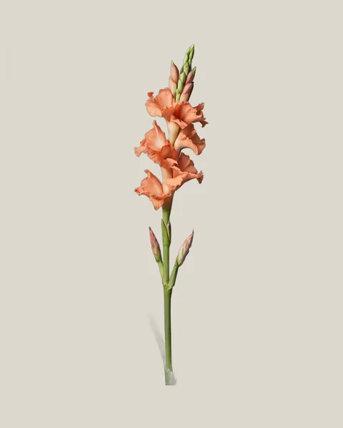 Gladiole Coral