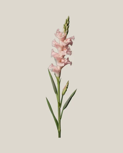 Gladiole Pink – Gladiolus