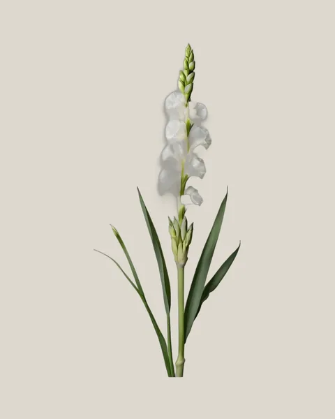 Gladiole Weiß – Gladiolus