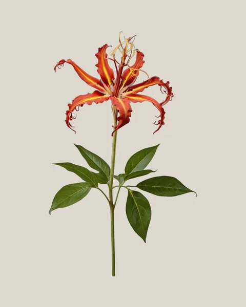 Gloriosa
