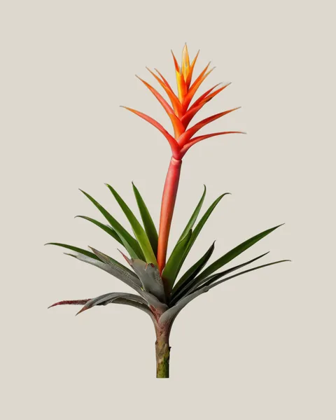 Guzmania Orange – Guzmania lingulata